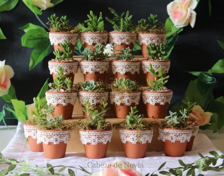 Mini Suculentas para Lembrancinhas