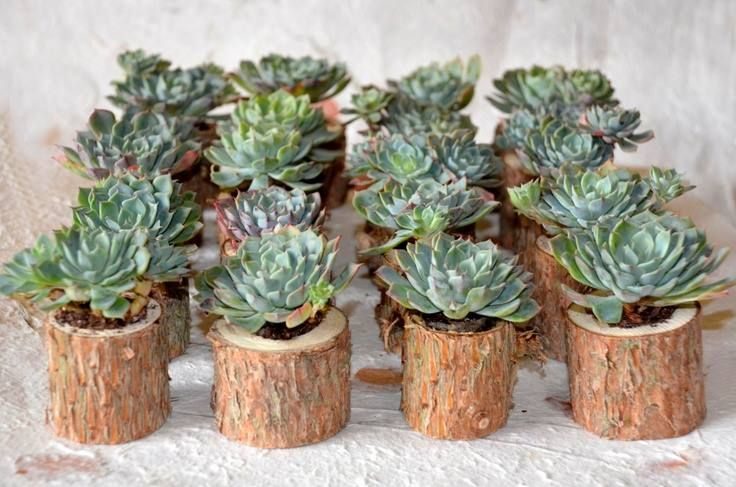 Mini Suculentas para Lembrancinhas