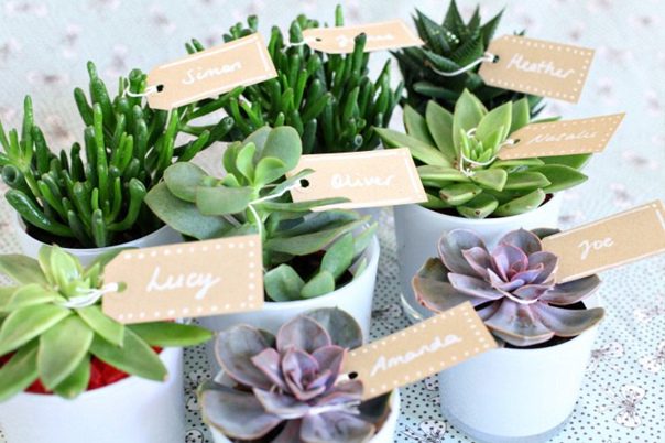 Mini Suculentas para Lembrancinhas